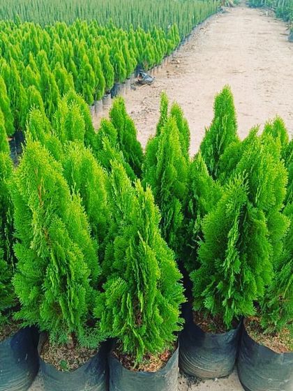 Rakshith Landscaping - Landscape Design & Installation Plant & Tree Supply photo 67