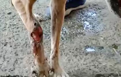 A graphic look at a severe leg injury on a dog we recently rescued. Wounds like this require immediate and intensive medical care, often including surgery and long term dressing changes.