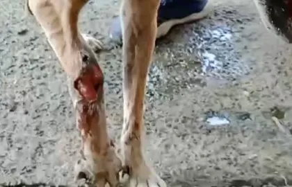 A graphic look at a severe leg injury on a dog we recently rescued. Wounds like this require immediate and intensive medical care, often including surgery and long term dressing changes.