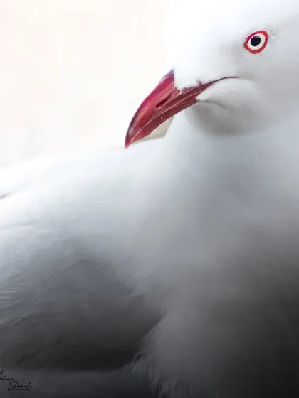The color version of the Silver Gull portrait. Here, the high-key background makes the gull's bright red beak and eye-ring pop, adding a splash of color to an otherwise monochrome bird.