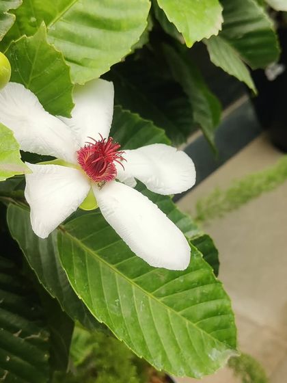 A side view of the Elephant Apple flower, highlighting its unique shape and the developing fruit.
