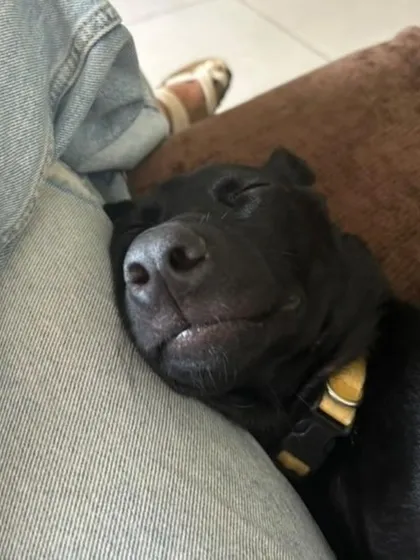 A peaceful moment as Kuri sleeps soundly next to her human. She is an affectionate dog who loves to be close.