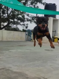 Dog Daycare