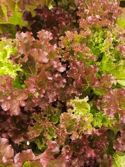 This is a variety of red lettuce. The color is fantastic, and it adds a wonderful texture and visual appeal to any salad.
