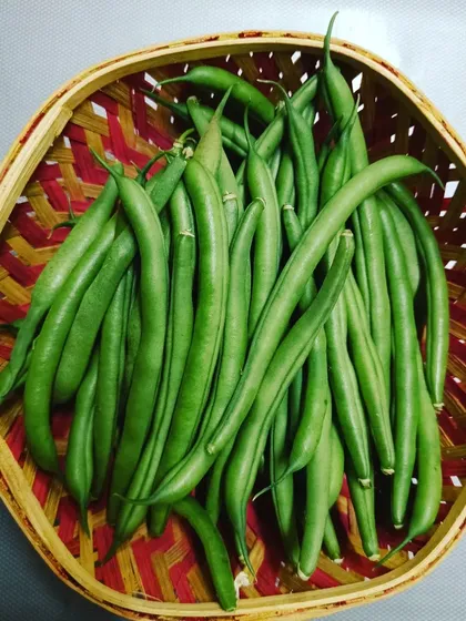 Tender green beans, harvested and ready for the kitchen. They are incredibly crisp and flavorful when picked this fresh.