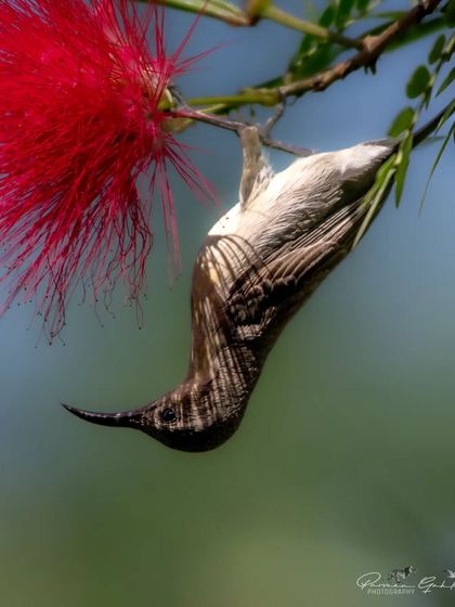 Another angle of the acrobatic Purple Sunbird feeding on a flower.
