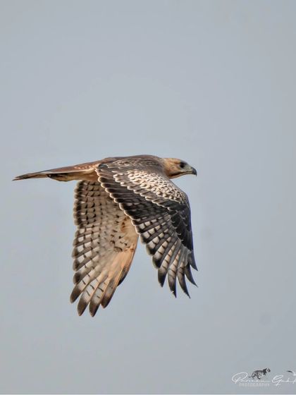 A clear shot of the White-eyed Buzzard in flight, showcasing its full wingspan.