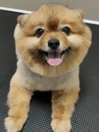 A perfectly round, teddy-bear style haircut on a Pomeranian. This popular style requires precision, and we are proud of the results we deliver.