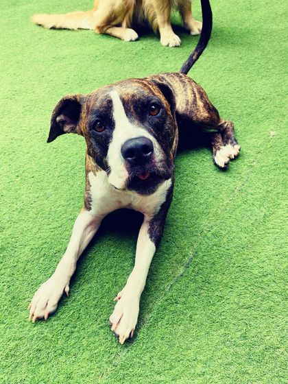 Becky's Bow Wow House - Dog Daycare Happy Faces & Close-Ups photo 10