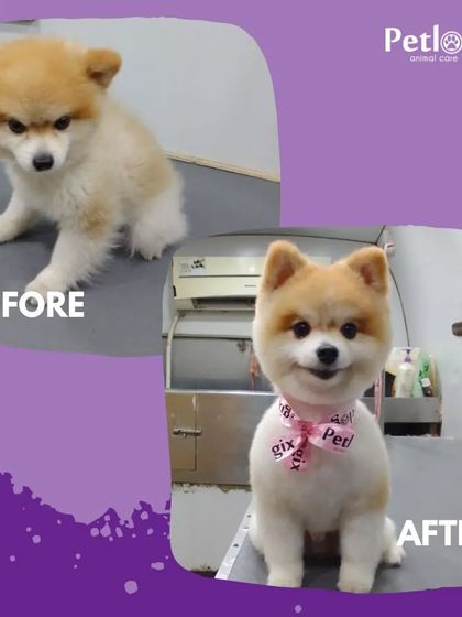 Sunday motivation. This little Pomeranian's teddy bear cut is one of the cutest transformations we've done.