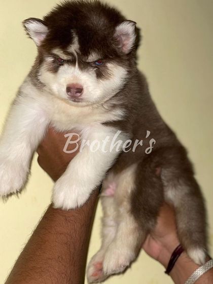 This brown and white male puppy is a real stunner. He has a strong build and the beginnings of a magnificent heavy coat.