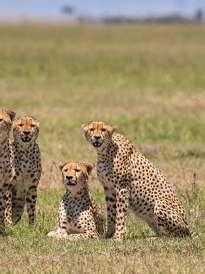 A coalition of five male cheetahs, known as the Tano Bora. A group this large is incredibly rare, and for years they dominated the Masai Mara. This image captures a moment of shared vigilance.