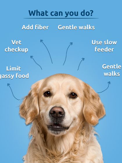 If your dog is bloated, here are some things you can do. Adding fiber, using a slow feeder, and taking gentle walks can help. Always consult a vet to rule out serious issues.