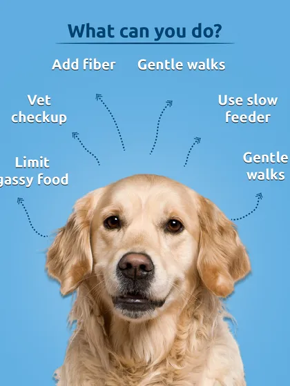 If your dog is bloated, here are some things you can do. Adding fiber, using a slow feeder, and taking gentle walks can help. Always consult a vet to rule out serious issues.