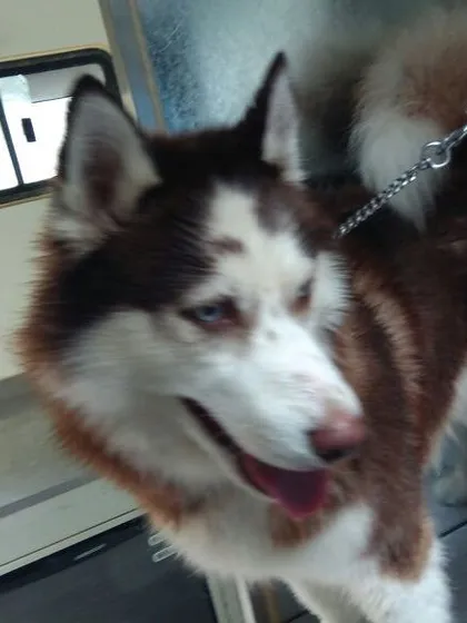 This stunning Siberian Husky is one of our happy clients. We have the right tools and knowledge to properly groom double-coated breeds, helping to manage shedding and keep their fur healthy.