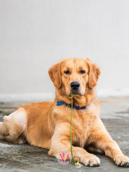 A quirky and hilarious shot of Asher with a blade of grass hanging out of his mouth. These are the funny, unexpected moments I love to capture.