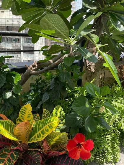 For this client, the brief was "bright and colourful." We delivered with a mix of flowering plants like hibiscus and vibrant foliage like crotons, creating a cheerful and lively terrace garden.