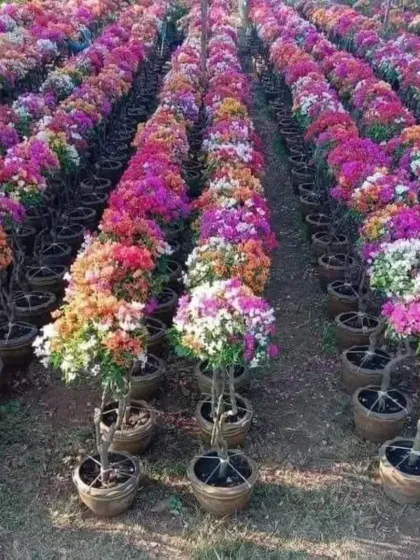 An aerial-style view of rows upon rows of my potted bougainvillea trees. This perspective highlights the sheer volume and variety of colorful options I cultivate, ready to fulfill large orders for landscaping projects.
