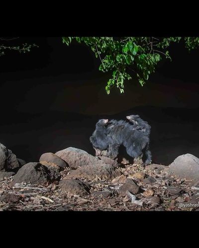Commercial & Fine Art Wildlife Photography
