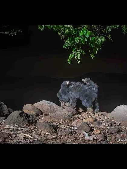 A sloth bear mother with two cubs riding piggyback, a behavior unique to this species. This is a heartwarming and rare moment captured in the dead of night, thanks to a well-placed camera trap.
