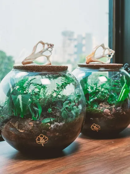 These two bowl terrariums with seashell lids make a stunning pair. They are a perfect example of a green gift that supports sustainability.