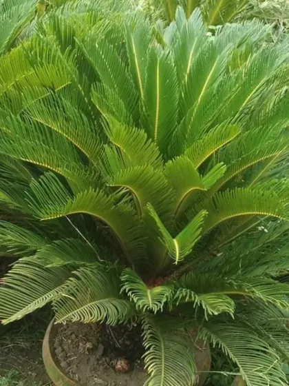 The Sago Palm, which is actually a cycad, has stiff, feathery leaves and a rugged trunk.