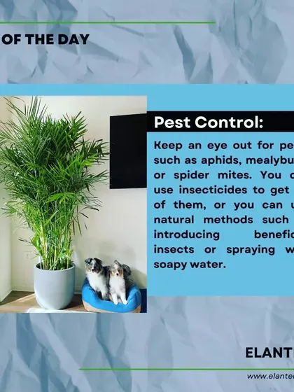 Tip of the day: Keep an eye out for common pests like aphids and spider mites. I can recommend natural methods or appropriate insecticides to handle any infestations.