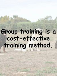 Dog Obedience Training