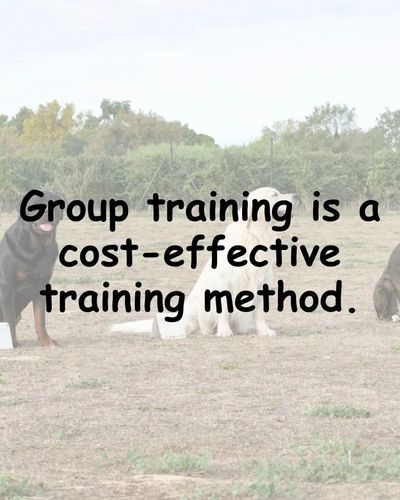 Dog Obedience Training