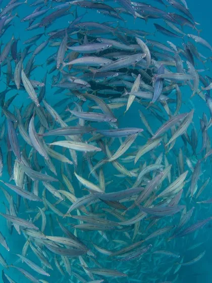 A vortex of barracudas, another incredible sight from our Maldives trips. The sheer number of fish is mesmerizing.