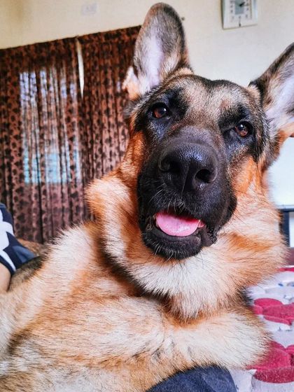 It's okay to take a break. Decompression time is just as important for you as it is for your dog. Our relationship isn't just about training, it's also about relaxing together.