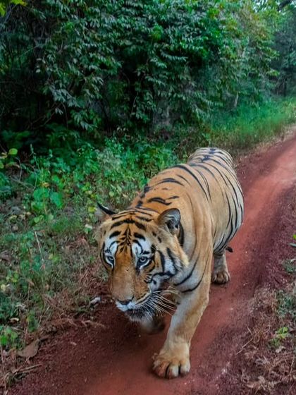 Tigers of India's Jungles photo 82