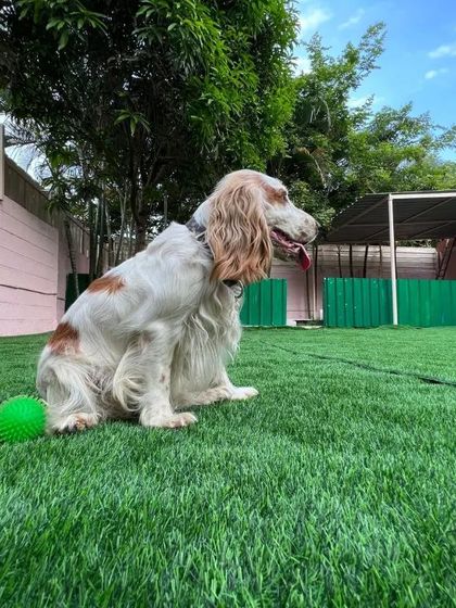 Snugglys Paw House - Pet Daycare The Play Yard: Our Big, Green Backyard photo 11