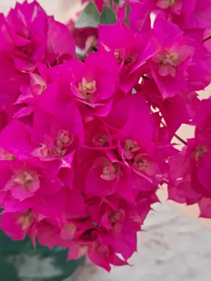 Bhardwaj - Urban Gardening Consultation A Riot of Colorful Flowers photo 157