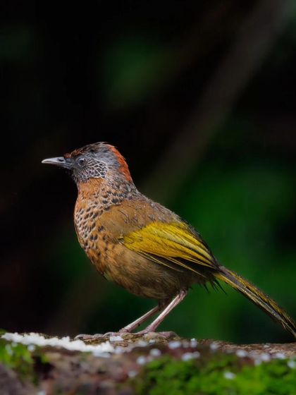 A Chestnut-crowned Laughingthrush, another beautiful member of this vocal family, found in the mid-altitudes of the Himalayas.