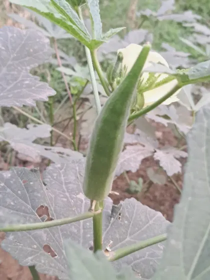 Bhardwaj - Urban Gardening Consultation Grow Your Own Organic Vegetables photo 22