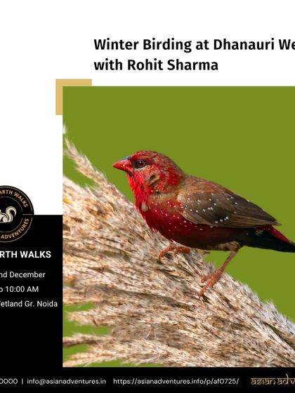 Urban Bird Watching photo 35