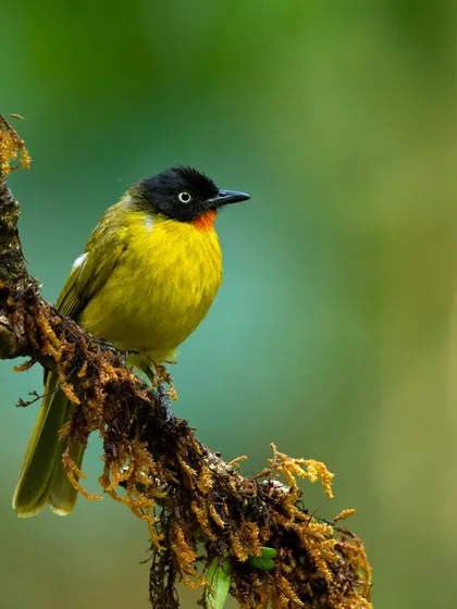 A Flame-throated Bulbul, its bright yellow body and fiery red throat making it a standout in the forests of the Western Ghats.