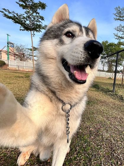 The Pawsome Camp - Dog Daycare & Boarding Our Pack: Portraits from the Camp photo 5