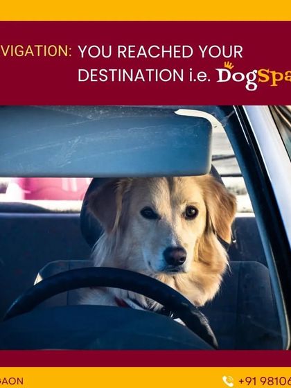 That feeling of pure happiness when you finally arrive at your destination: DogSpa. I love it when my furry clients are as excited to see me as I am to see them.