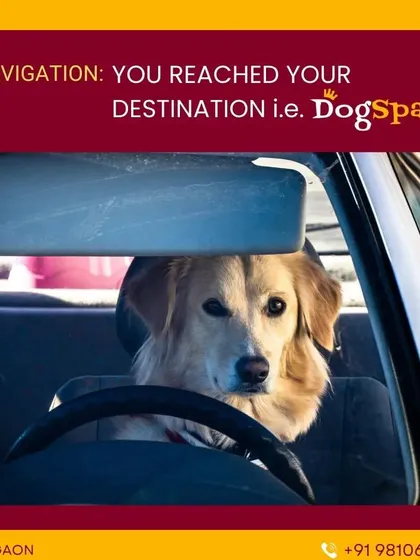 That feeling of pure happiness when you finally arrive at your destination: DogSpa. I love it when my furry clients are as excited to see me as I am to see them.