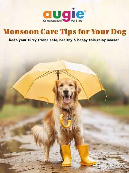 Augie Pets - Pet Supplies Health, Wellness & Pet Care Tips photo 17