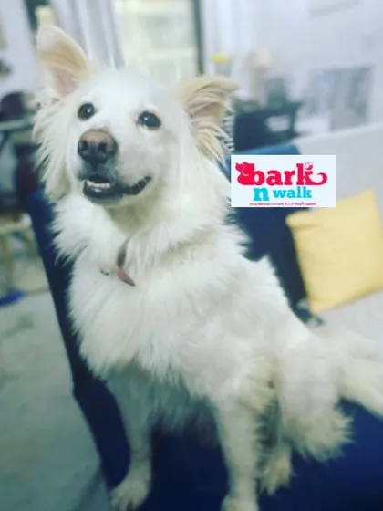 A smiling dog is a sign of a happy place. This beautiful Indian Spitz is clearly feeling right at home and comfortable on the couch.