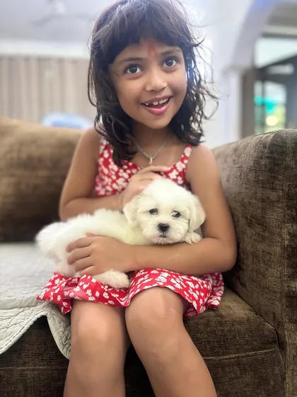 The purest bond. Little Juno, a fluffy Maltese puppy, shares a quiet cuddle with his human sister before his big trip to Vietnam. We cherish being part of these precious family moments.