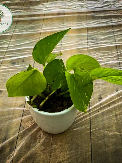 The classic Money Plant, or Pothos, is a must-have for any plant lover. It's incredibly easy to grow and looks great in a simple, clean pot like this white ceramic one, perfect for a minimalist aesthetic.