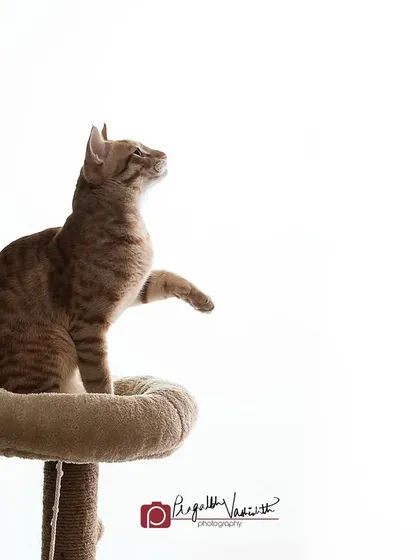 "You may kiss the paw." My fine art approach isn't just for dogs. I love creating regal, elegant portraits for my feline clients too, capturing their majestic and often humorous personalities.