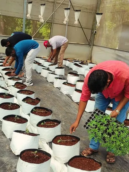 A volunteer carries a tray of seedlings, ready for transplanting. It's all hands on deck during planting season, and we are grateful for every volunteer who joins us.