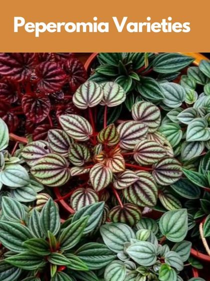 Healing Garden - Terrarium & Miniature Garden Workshops Everything You Need is Included photo 4