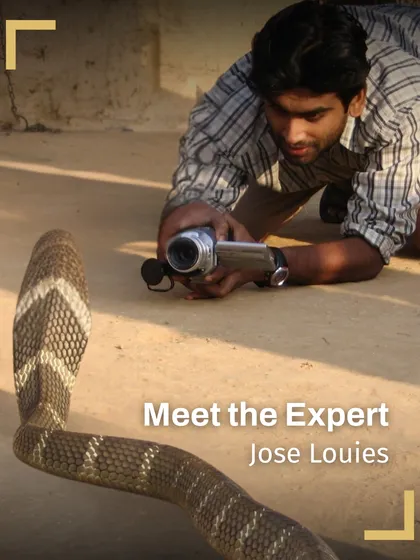 Meet Jose Louies, another of our expert guides for the herping trail. As a conservationist and photographer, he shares his passion for herpetofauna and teaches life-saving snakebite response protocols.