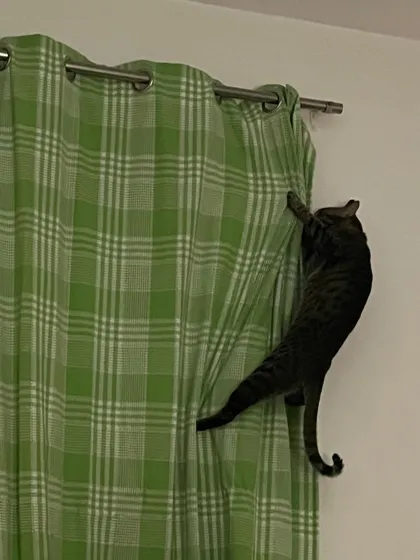 Who needs a cat tree when you have curtains? Jarvis is a little adventurer. I make sure my home is cat-proofed for these kinds of shenanigans.